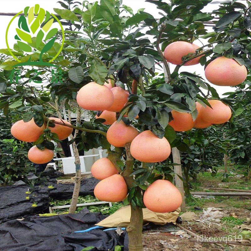 Grafted grapefruit seedlings Pomelo Shatian pomelo In the Northern