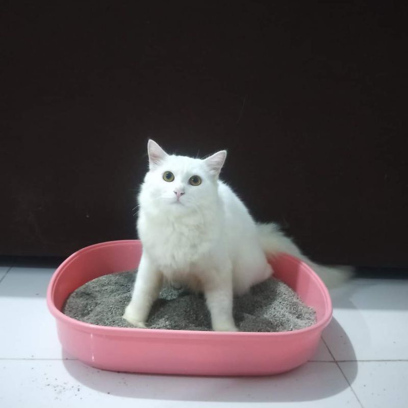 UNSCENTED and ORGANIC Cat Litter (WASHABLE and REUSABLE) Shopee