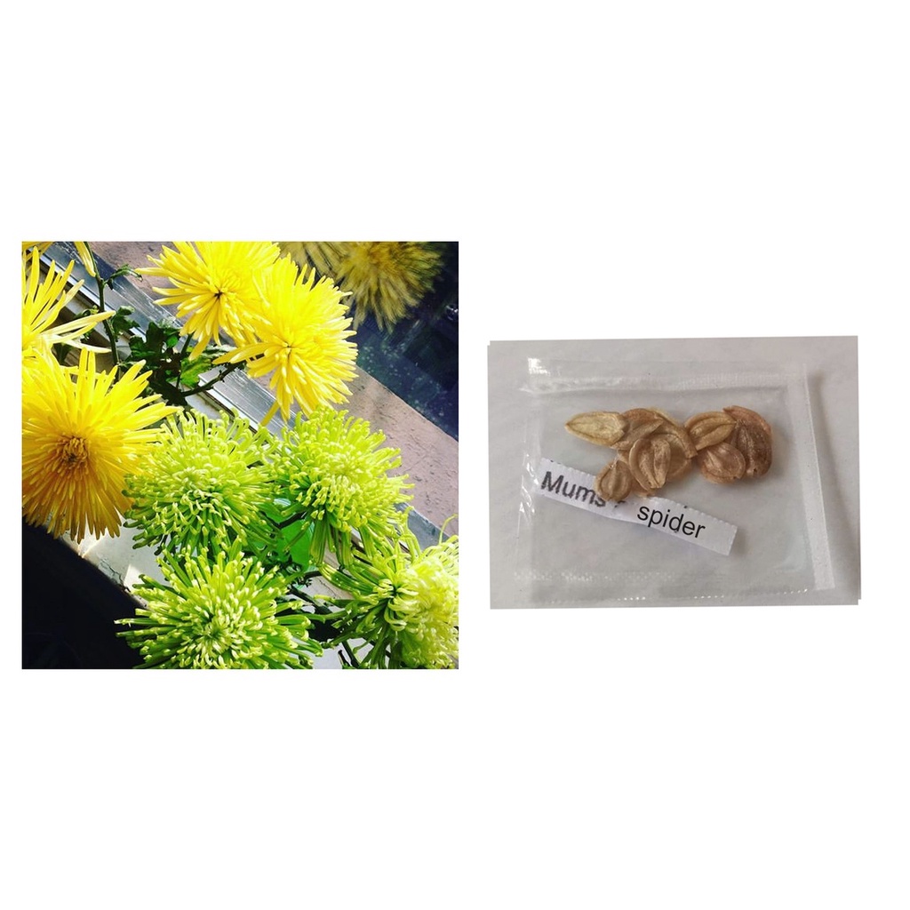 Spider chrysanthemum flower seeds Shopee Philippines