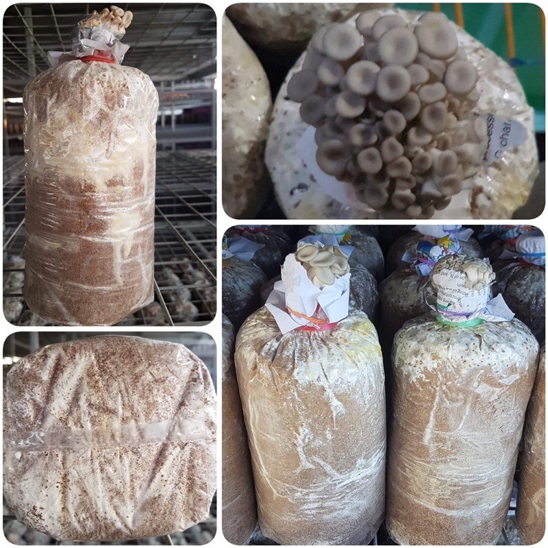 WHITE OYSTER MUSHROOM FRUITING BAG Shopee Philippines