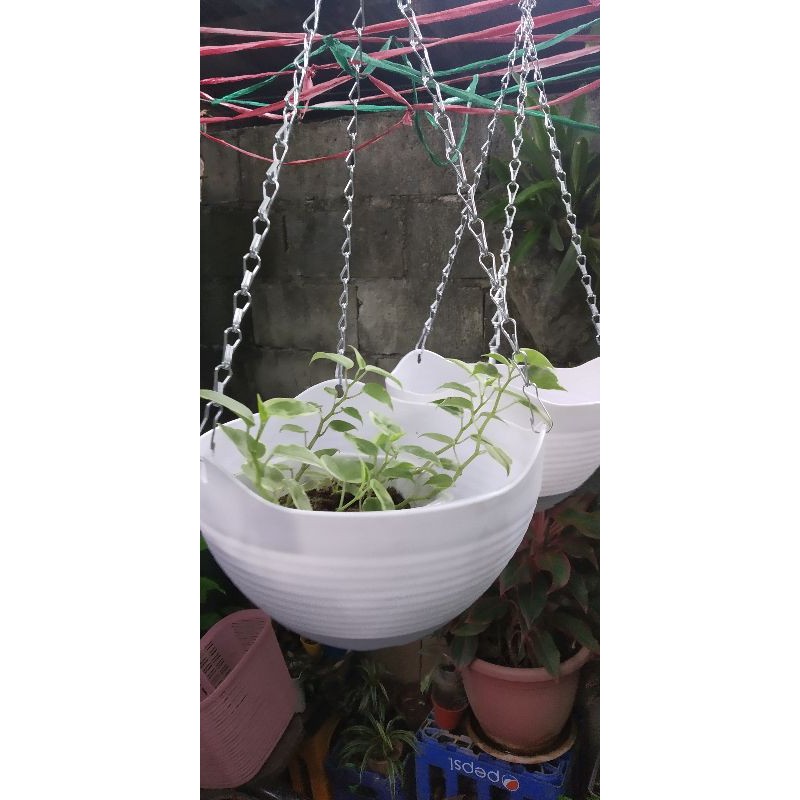 Plastic hanging planters Shopee Philippines