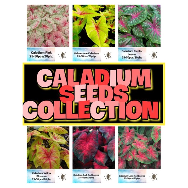 Caladium Seeds Collection (2050pcs) Shopee Philippines