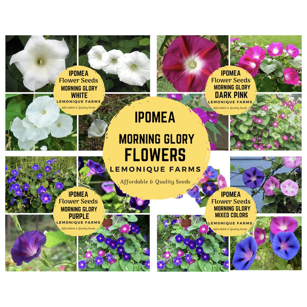 Morning Glory Seeds moon flower seeds Ipomea flower seeds Ipomea