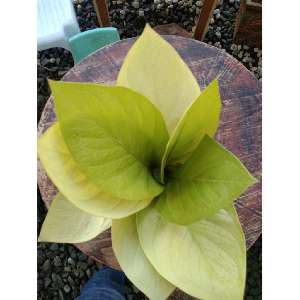 Golden Cardboard Anthurium Shopee Philippines