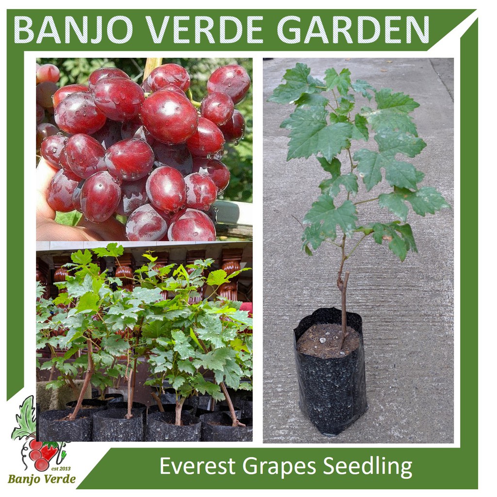 1Pc Imported Table Grapes Seedling (Rooted) Shopee Philippines