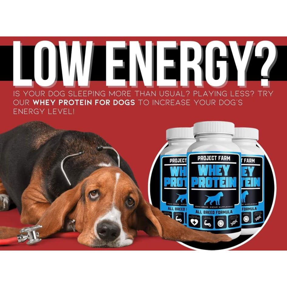 Can Dogs Eat Whey Protein