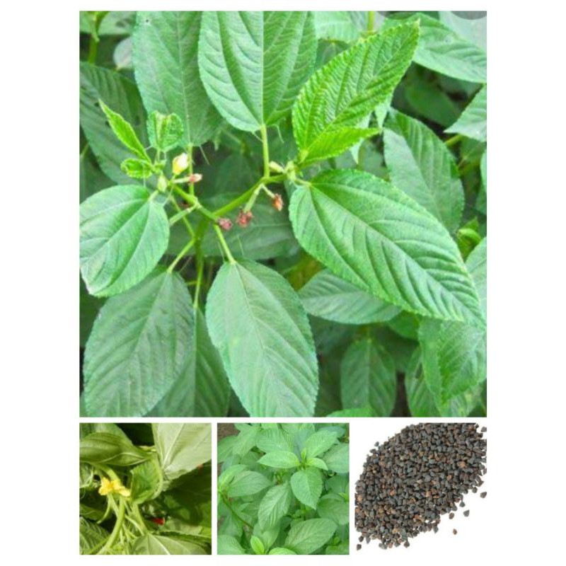 Saluyot Jute seeds/Corchorus Olitorius(50 seeds) Shopee Philippines