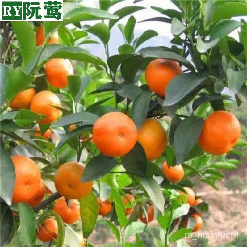 Ruan Ying Grafting Orange Seedlings Sand Sugar Orange Seedlings Kumquat
