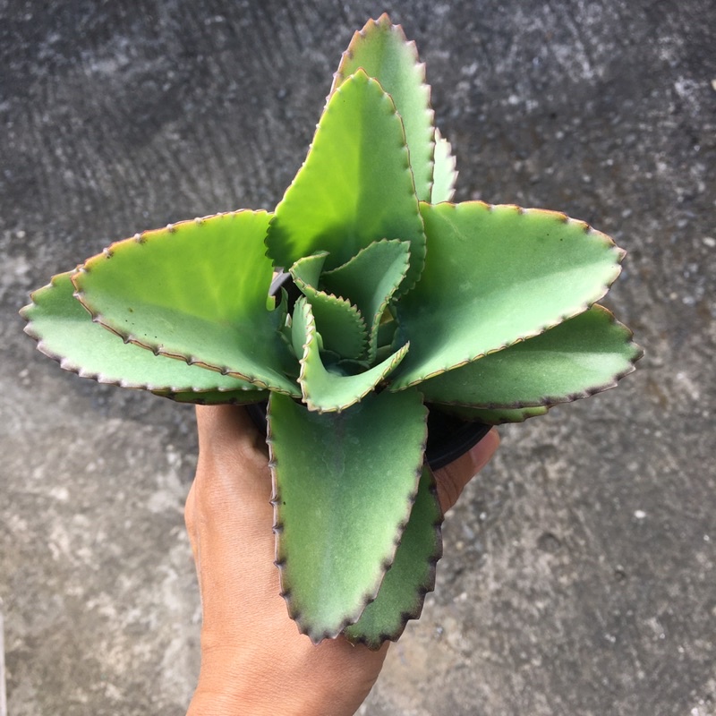 KATAKATAKA MIRACLE PLANT live plant Shopee Philippines