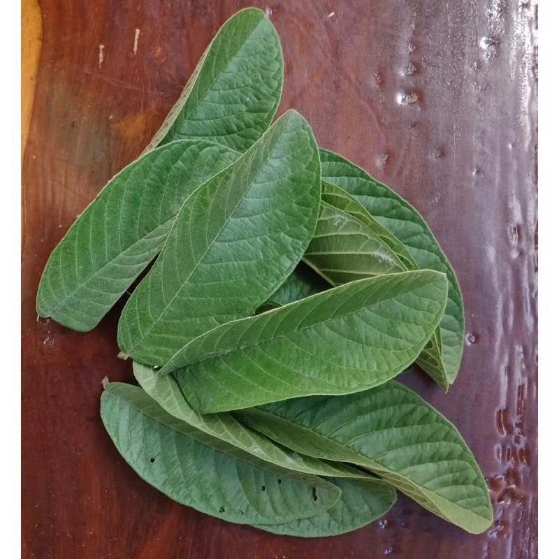 Fresh Guava Leaves (100 pieces and more) Shopee Philippines