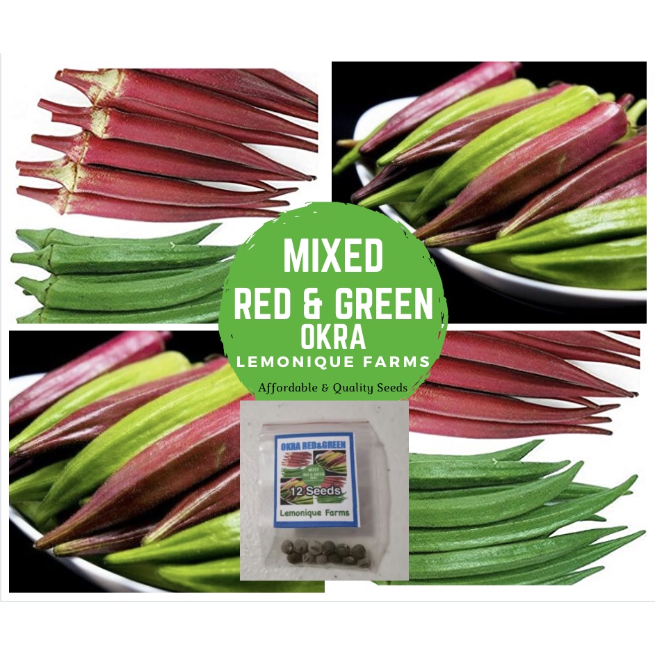 okra seeds green okra seeds smooth okra seeds okra green seeds