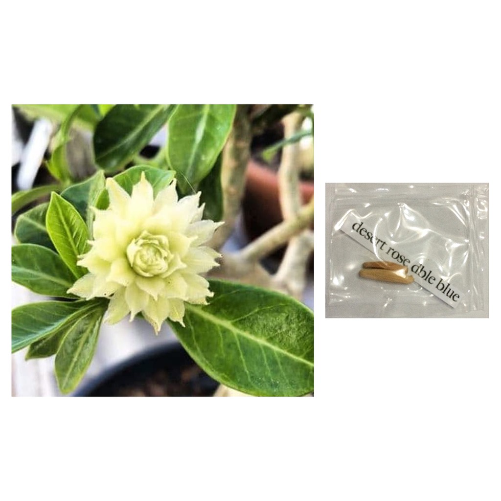 green elf adenium obesum desert rose cactus flower seeds Shopee