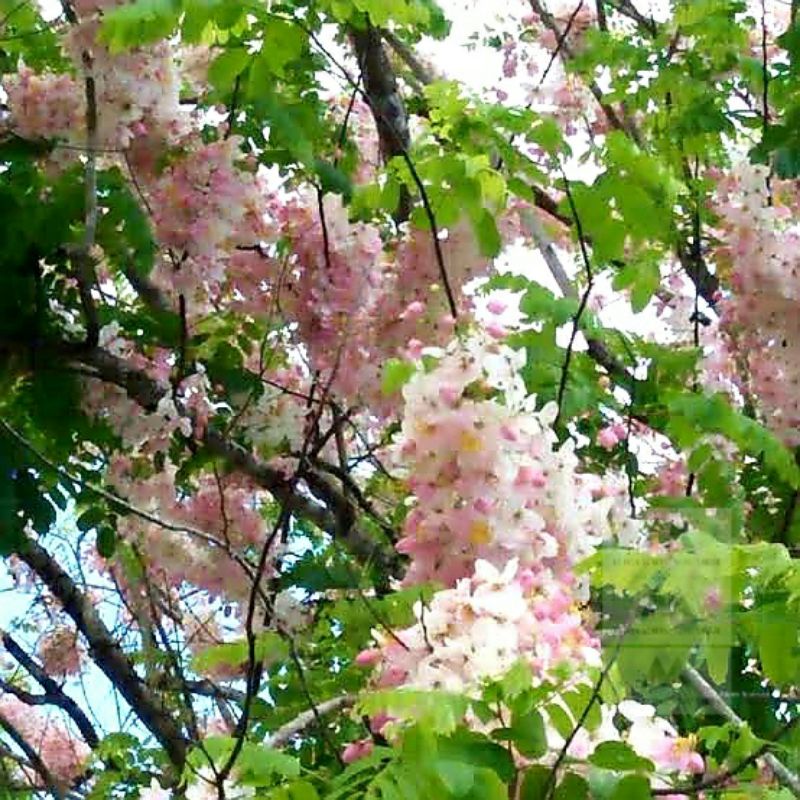 Palawan Cherry Blossoms tree seedlings/Balayong tree seedlings live