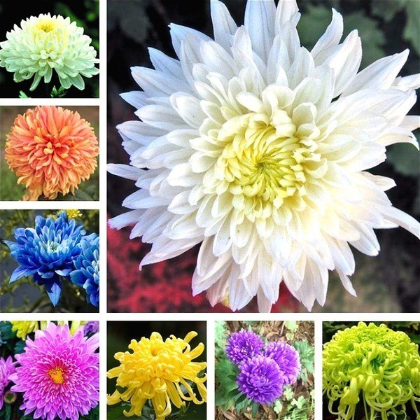 chrysanthemums Best Prices and Online Promos Mar 2023 Shopee