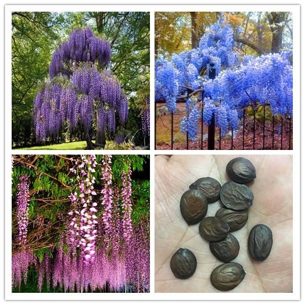 Philippines Ready Stock 20 Pcs Wisteria Sinensis Seeds Wisteria Flowers