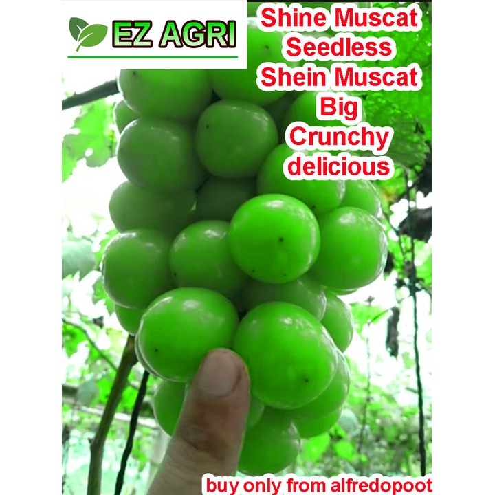seedless Shine Muscat Grapes cuttings by alfredopoot ez agri authentic