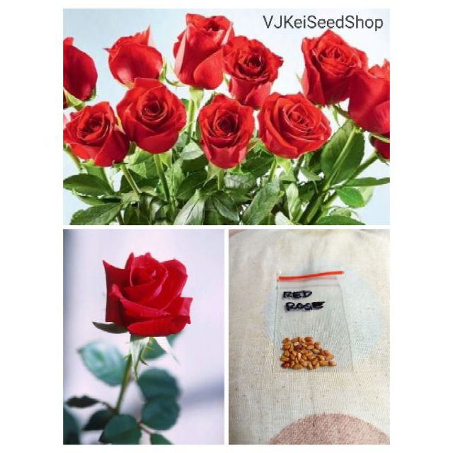Red Rose Seeds (20pcs) Shopee Philippines