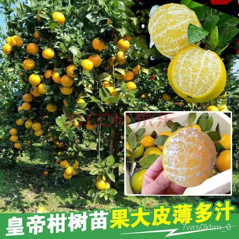 4ha0 Grafting Authentic Seedless Honey Orange Seedlings Grafting