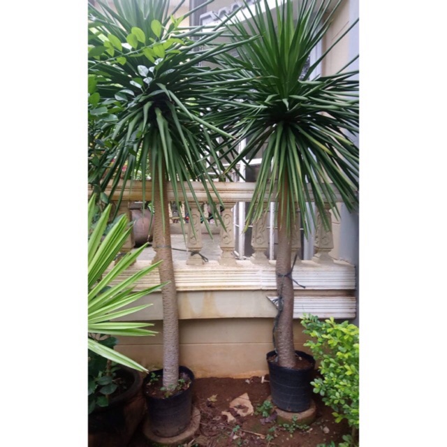 Japanese Yucca plant LARGE, TALL Shopee Philippines