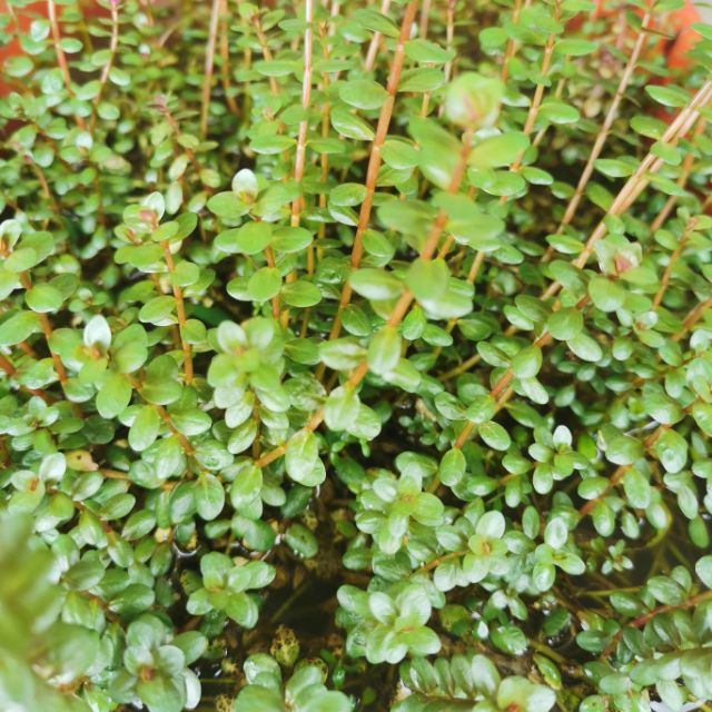 Rotala rotundifolia "Colorata", 7 stems [EMERSED] (Aquarium Aquatic