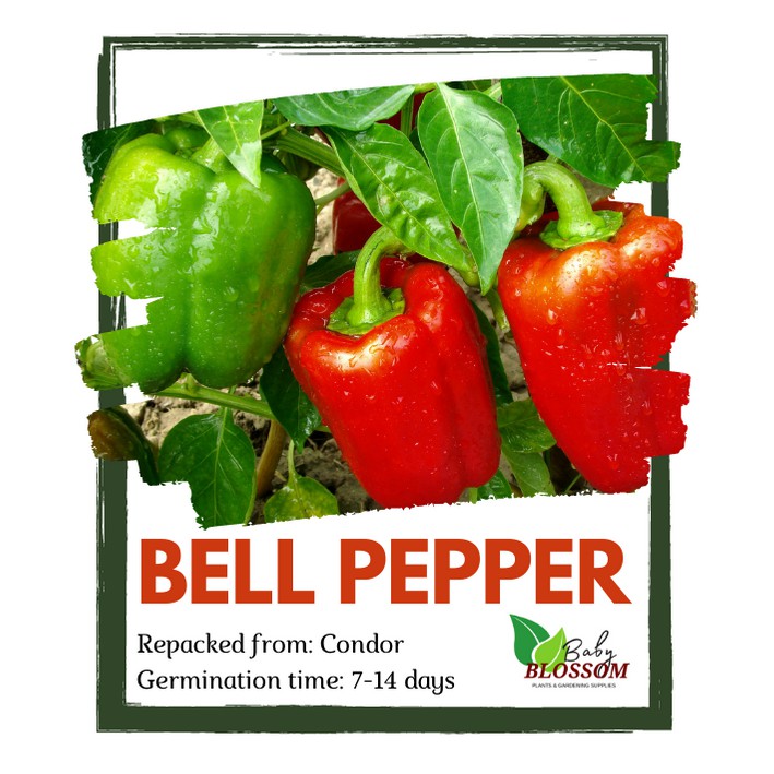 BELL PEPPER SEEDS High Germination Rate 10 seeds [AK2] Shopee