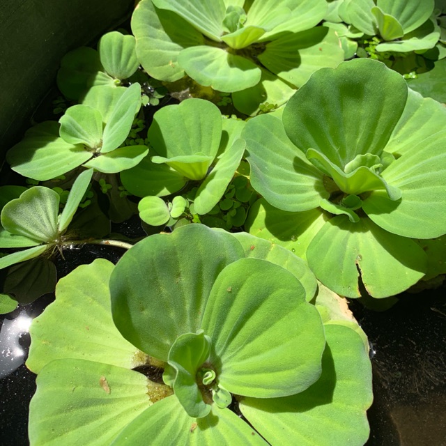 Water Lettuce Floating Live Pond Plants By Aquarium Plants Inc
