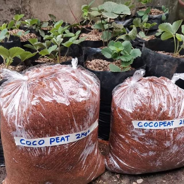 1 kg. Pure Coco peat for your plants Shopee Philippines