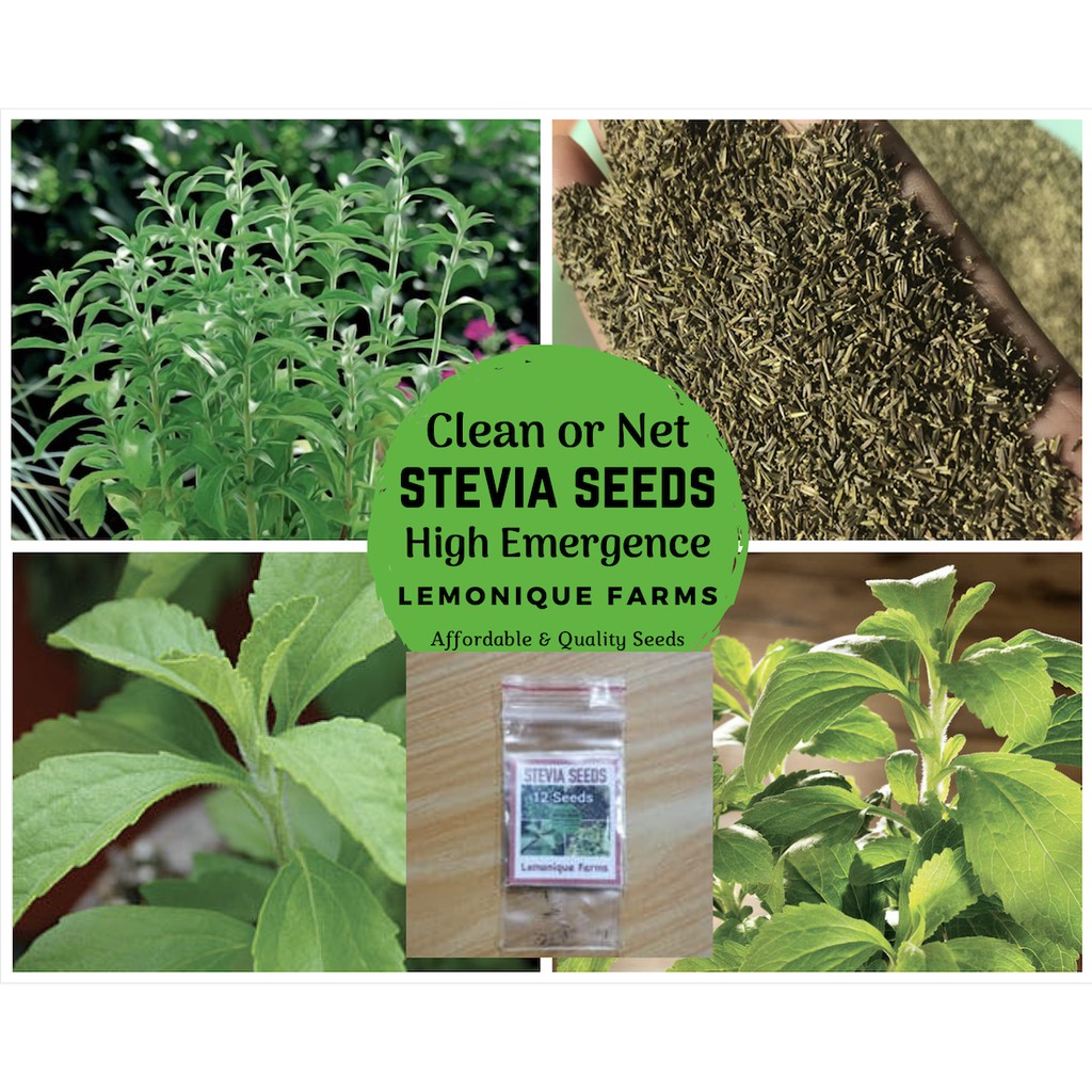 Dark Clean Stevia Plant Seeds to grow Net Stevia Seeds Stevia Leaf Plant Best Quality