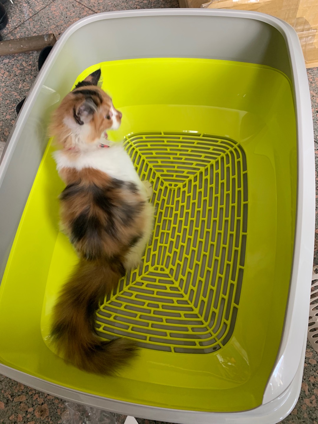 Moderna Lift To Sift Cat Litter Pan Jumbo (No Scoop) Shopee Philippines