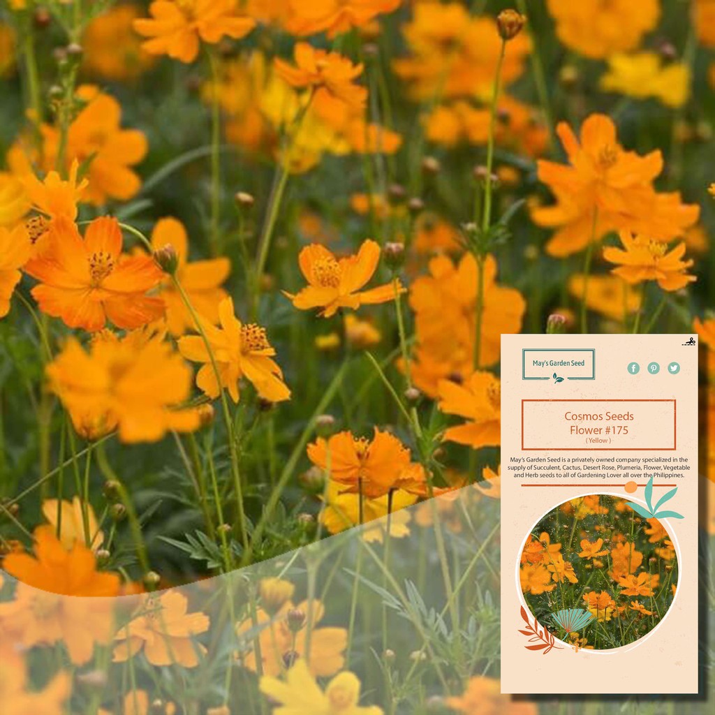 Cosmos Seeds, Yellow, Flower Seeds175 Shopee Philippines