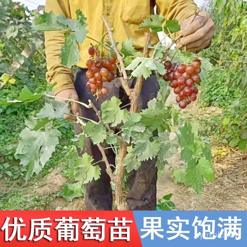 Grape Tree Giant Peak Grape Seedlings Climbing Vine Sunshine Rose Grape