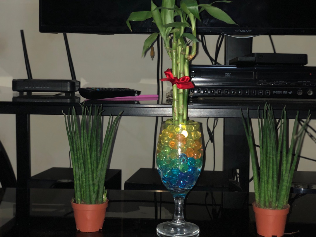 Lucky Bamboo famous indoor plant Shopee Philippines