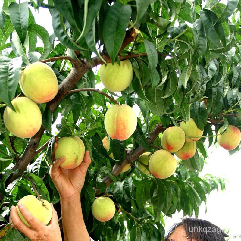 Fruit Tree Seedlings Grafting Peach Seedlings Blood Peach Yellow Peach