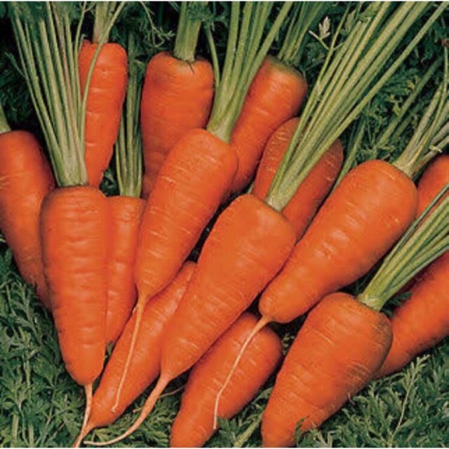 Carrot Seeds (Karot) (100seeds) Shopee Philippines