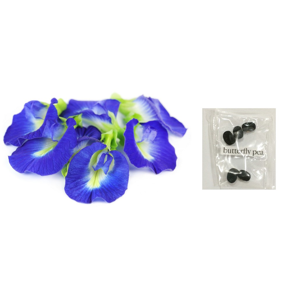 butterfly pea vine plant seeds blue ternate Shopee
