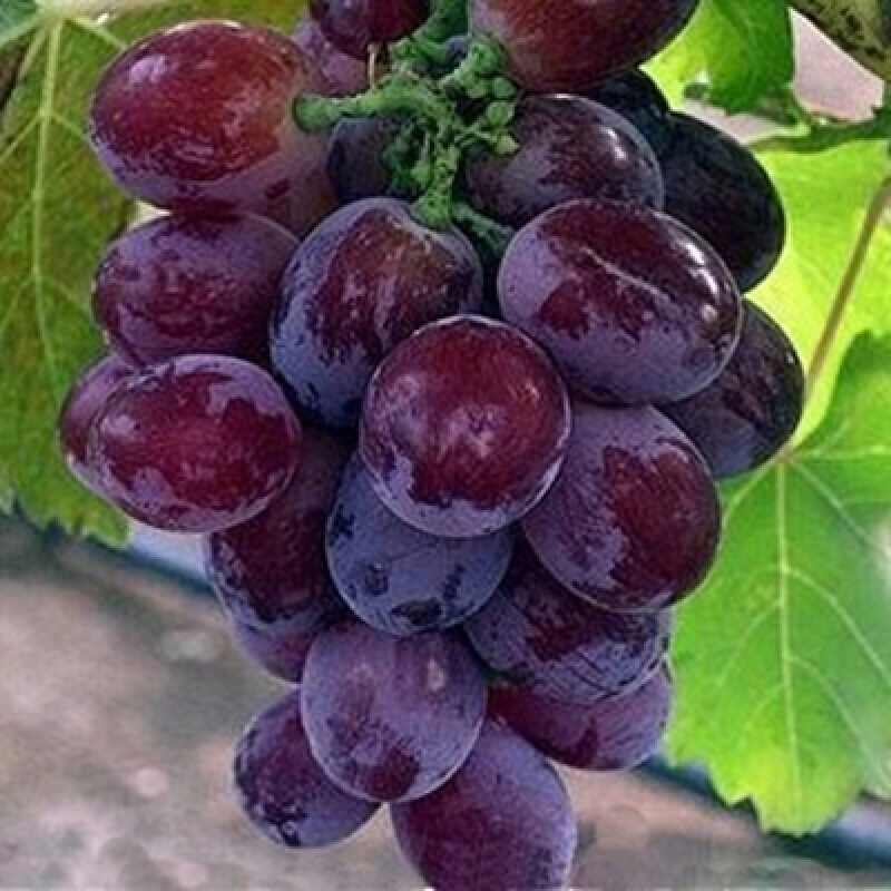 Grape sapling Potted Field Cultivation Grape Seedlings Gold Finger