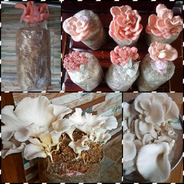 Pink/Gray/ White Oyster Mushroom Fruiting Bag Shopee Philippines