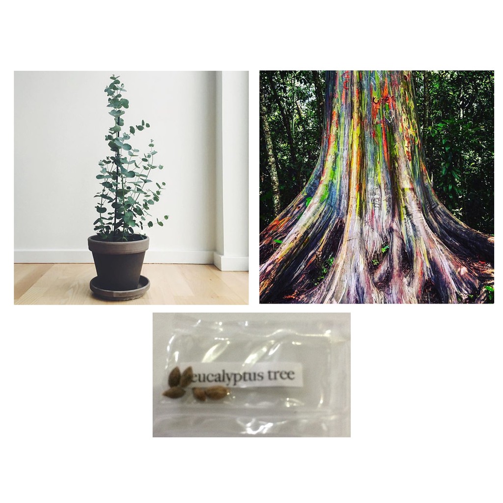 eucalyptus bonsai tree plant seeds Shopee Philippines