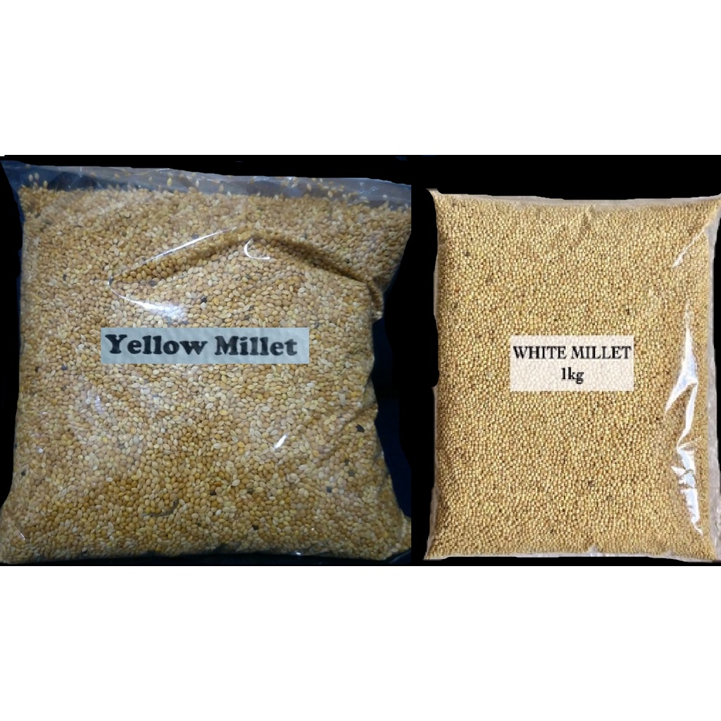 Yellow Millet/White Millet Bird Seeds 1 KG Shopee Philippines