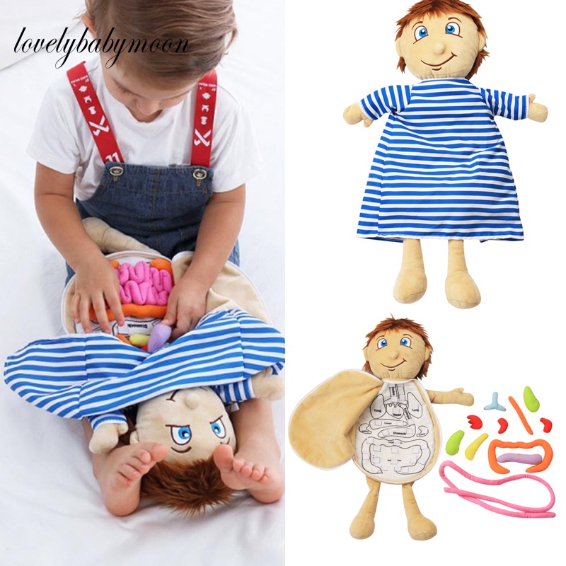 Human Body Model Anatomy Doll Soft Doll Toy Anatomical Medical Internal