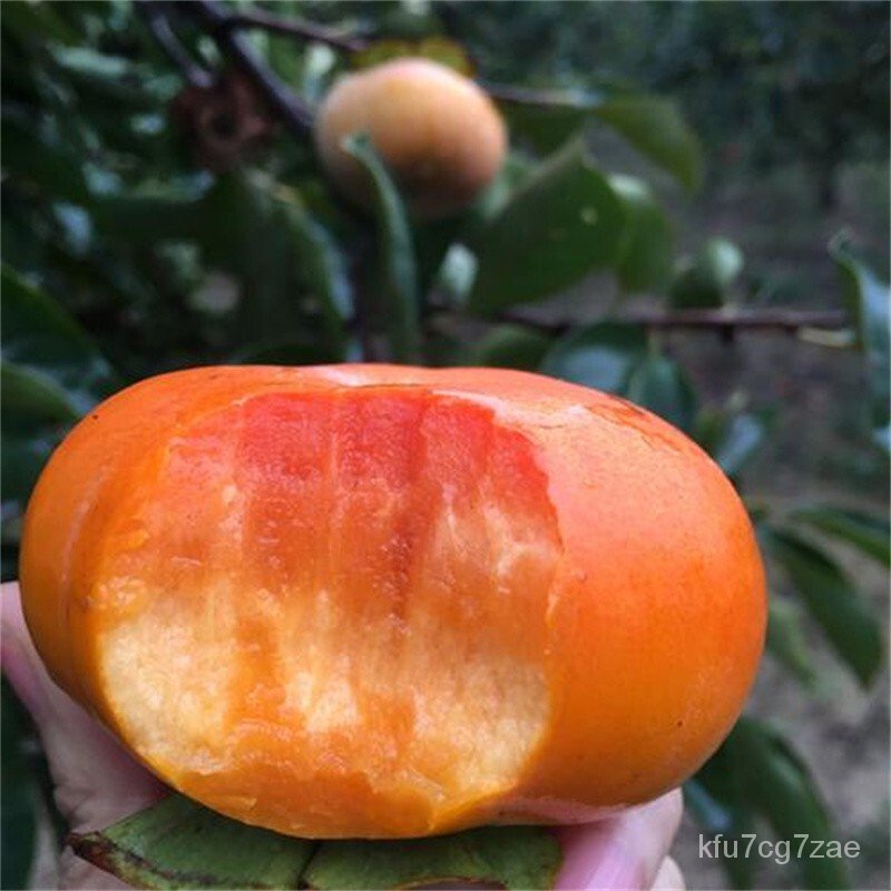 Authentic Cherry Sapling Cherry sapling SoftSeed Pomegranate Plants Grafting Yellow Peach