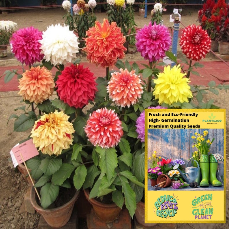 Dahlia Seeds Dwarf MIX NB21 1 gram of High germination Flower Plant