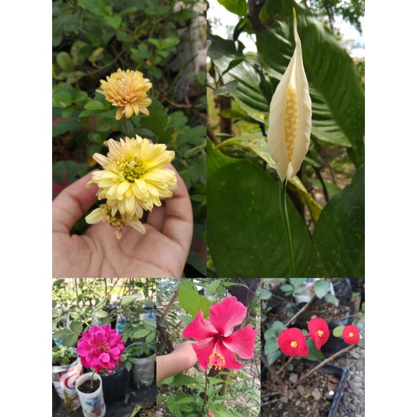 ORNAMENTAL PLANTS LIVE PLANT Shopee Philippines