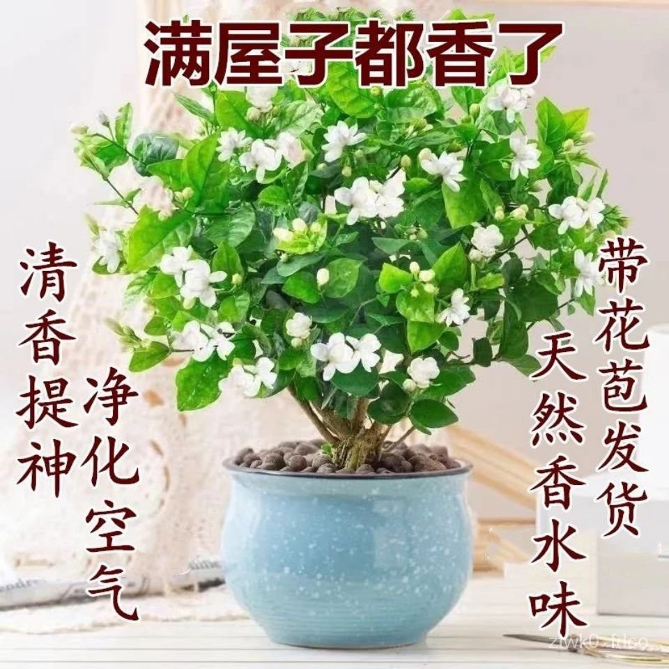 Jasmine Flower Potted Plant with Bud Delivery Indoor Flower Plants