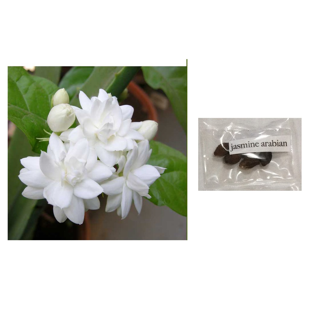 arabian jasmine jasminum sambac flower plant seeds Shopee Philippines