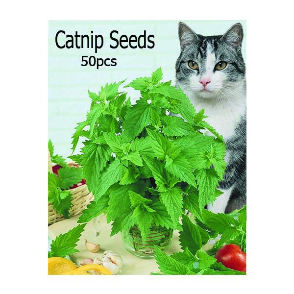 50pcs Catnip Seeds Easy to Grow Shopee Philippines