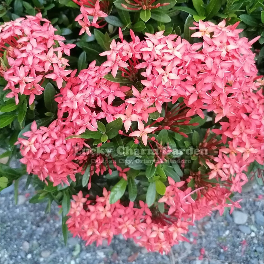 Santan (Redorange flower, live with soil) Shopee Philippines