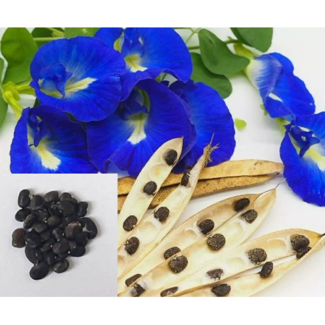 Blue ternate or Blue butterfly pea SEEDS only Shopee