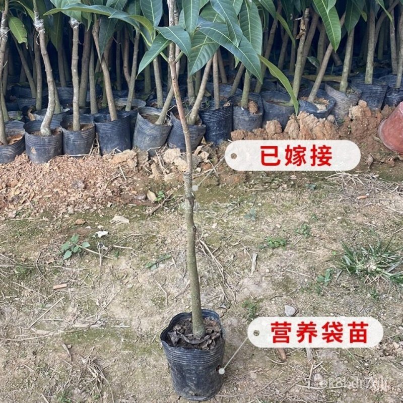Mango sapling grafting large hainan guifei mang four seasons mango jinhuang mango seedling tree