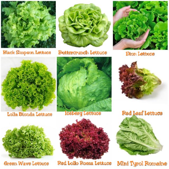 LEAFY VEGETABLES KIT Shopee Philippines